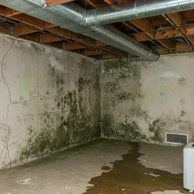 Professional Mold Removal in Bunker Hill, IL